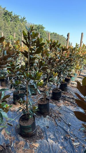 Magnolia Grandiflora "Little Gem" 20lt