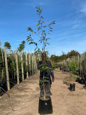 Lapins Cherry Tree (Prunus Avium) 40lt