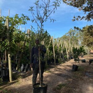 Almond Tree (Prunus Dulcis) 40lt