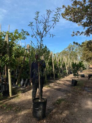 Almond Tree (Prunus Dulcis) 40lt