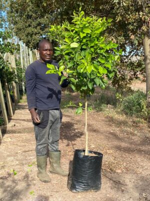 Eureka Lemon Tree 40lt