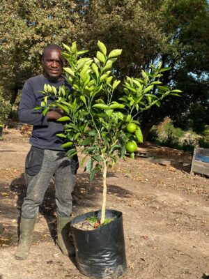 Palmer Navel Orange Tree 40lt