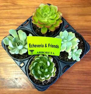 Succulent Combo 4 pack