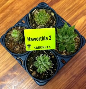 Succulent Combo 4 pack