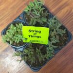 Succulent Combo 4 pack