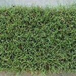 Buffalo Grass Plug Tray