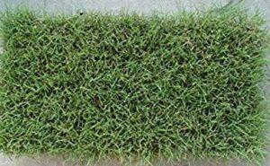 Buffalo Grass Plug Tray