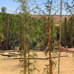 Acacia Xanthophloea Fever Tree 20lt