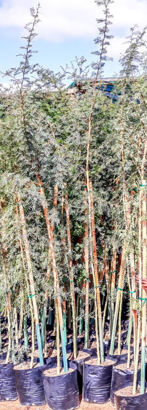 Acacia-xanthophloeae-20l-batch-scaled-1.jpg Acacia Xanthophloea Fever Tree 20lt