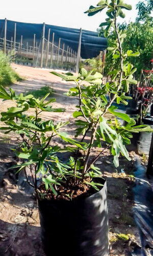 Adams Fig Tree 40lt