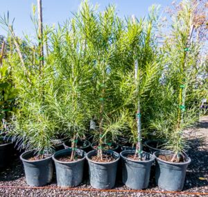 Yellowwood 19cm (Afrocarpus Falcatus)