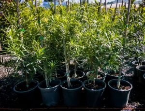 Real Yellowwood 19cm (Afrocarpus Latifolius)