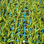 Agapantha Peter Pan 6 Pack