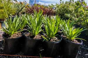 Agapanthus Midnight Blue 17cm
