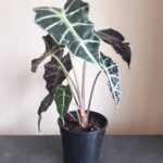 Alocasia Amazonica 14cm