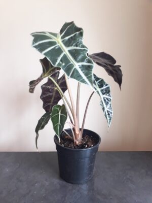 Alocasia Amazonica 14cm