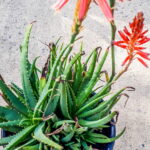 Aloe-Little-joker-1-of-1-scaled-1.jpg Aloe 'Little Joker' 17cm