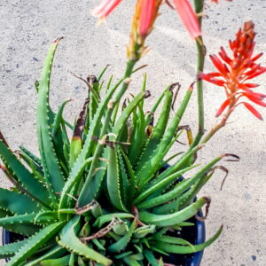 Aloe 'Little Joker' 17cm
