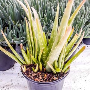 Aloe-Vera-15cm.jpg Aloe Vera 15cm