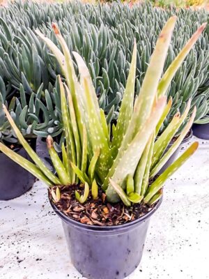Aloe-Vera-15cm.jpg Aloe Vera 15cm