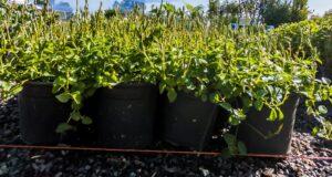 Asystasia Gangetica 17cm Groundcover