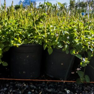 Asystasia Gangetica 17cm Groundcover