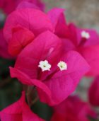 Arnelia Bougainvillea Barbara Karst 15cm Pot