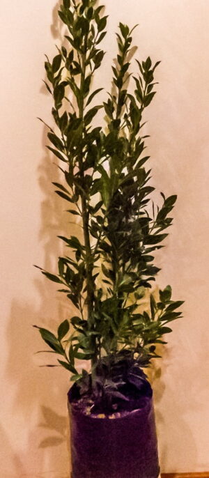 Laurus Nobilis (Bay Leaf Tree) 20lt