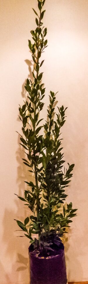 Laurus Nobilis (Bay Leaf Tree) 10lt