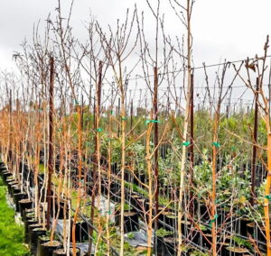 Betula Alba 20lt (silver Birchwood)