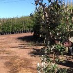 Brachyleana-discolor-40lt.jpeg Brachylaena Discolor 40lt