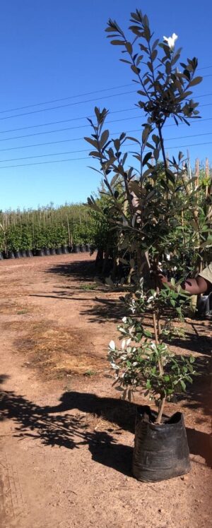 Brachyleana-discolor-40lt.jpeg Brachylaena Discolor 40lt