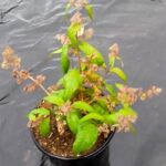 Buddleja Auriculata (weeping Sage) 17cm