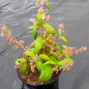 Buddleja-auriculata-17cm.jpg Buddleja Auriculata (weeping Sage) 17cm