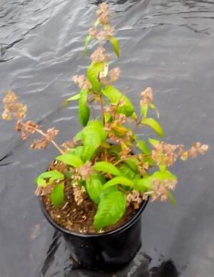 Buddleja-auriculata-17cm.jpg Buddleja Auriculata (weeping Sage) 17cm