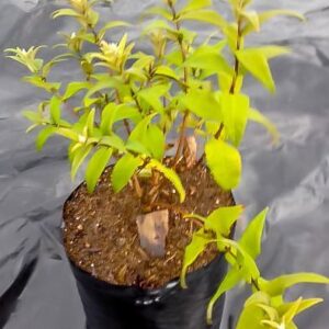 Buddleja-salvifolia-10lt.jpg Buddleja salviifolia (Sagewood) 10lt