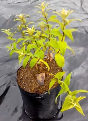 Buddleja-salvifolia-10lt.jpg Buddleja salviifolia (Sagewood) 10lt