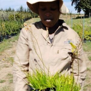 Bulbine Frutescens 4lt