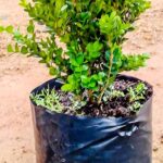 Buxus 10lt
