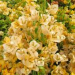Arnelia Bougainvillea California Gold 22cm Pot