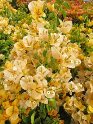Arnelia Bougainvillea California Gold 22cm Pot