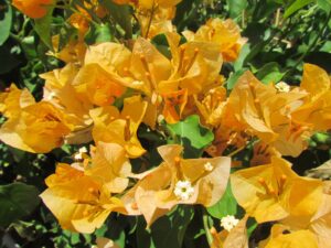 Arnelia Bougainvillea California Gold 22cm Pot