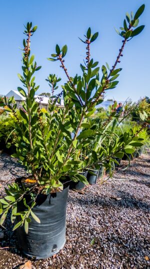 Callistemon-Perth-Pink-10lt-2-2-scaled-1.jpg Callistemon Perth Pink 10lt (bottlebrush)