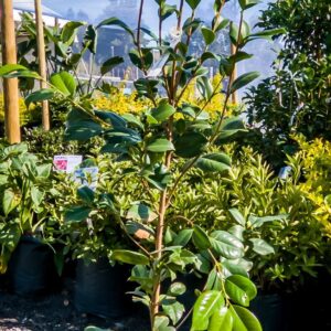 Camellia Double Pink 10lt