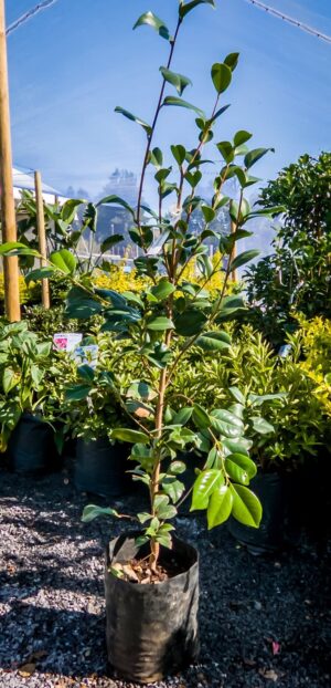 Camellia Double Pink 10lt