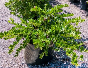 Carissa-Macrocarpa-40lt.jpg Carissa Macrocarpa 40lt