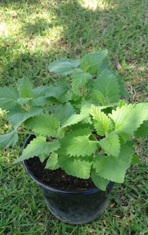 Organic Catnip 15cm Pot