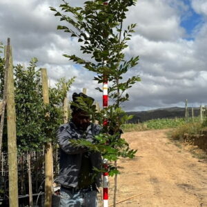 Celtis Sinensis 20lt (Chinese Hackberry)