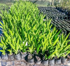 Chasmanthe Aethiopica 4lt (Fire Lily)