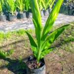 Chasmanthe Aethiopica 4lt (Fire Lily)